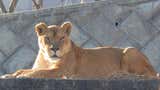 Consternación en Japón: tres leones murieron en un zoológico por posible golpe de calor