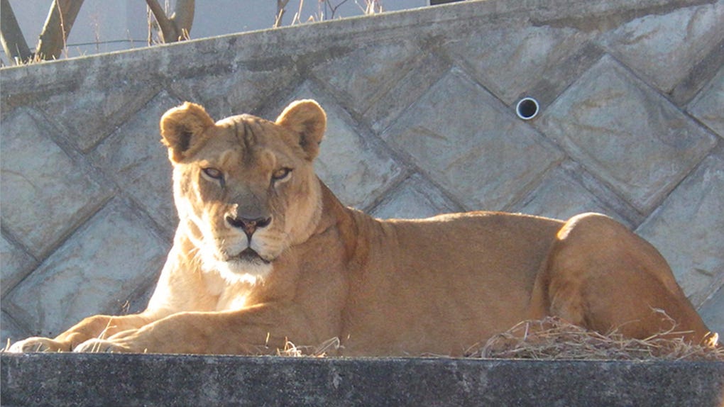 El zoológico explicó que varios leones empezaron a mostrar síntomas de debilidad a partir del 18 de julio.