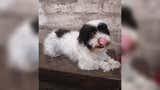 Cieneguilla: familia busca a perrita Mini que se perdió hace 10 días