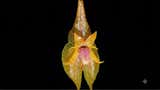Una nueva joya de la biodiversidad: descubren orquídea en el Parque Nacional Yanachaga Chemillén [FOTOS]