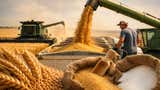 Precios mundiales de los alimentos alcanzan su mayor nivel en más de tres años: trigo y azúcar lideran las alzas, según FAO
