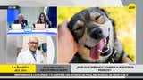 ¿Por qué debemos sonreír a nuestros perros?