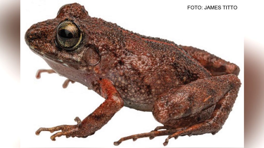 Fotografía de la rana 'Oreobates azulensis' descubierta en el valle Azpusana-Alto Consuelo, en la zona de amortiguamiento del Parque Nacional Cordillera Azul, en Huánuco.
