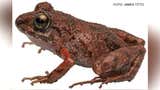 Descubren nueva especie de rana en la zona de amortiguamiento del Parque Nacional Cordillera Azul