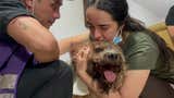 El perrito ‘Antonio’, símbolo de esperanza en Colombia: fue encontrado vivo 48 horas después del terremoto [VIDEO]