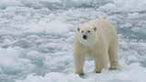 Multan a una persona en Noruega por despertar a un oso polar con la sirena de un barco