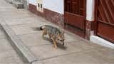 Pachacámac: Serfor recupera zorro andino tras alerta de vecinos de Manchay [FOTOS]