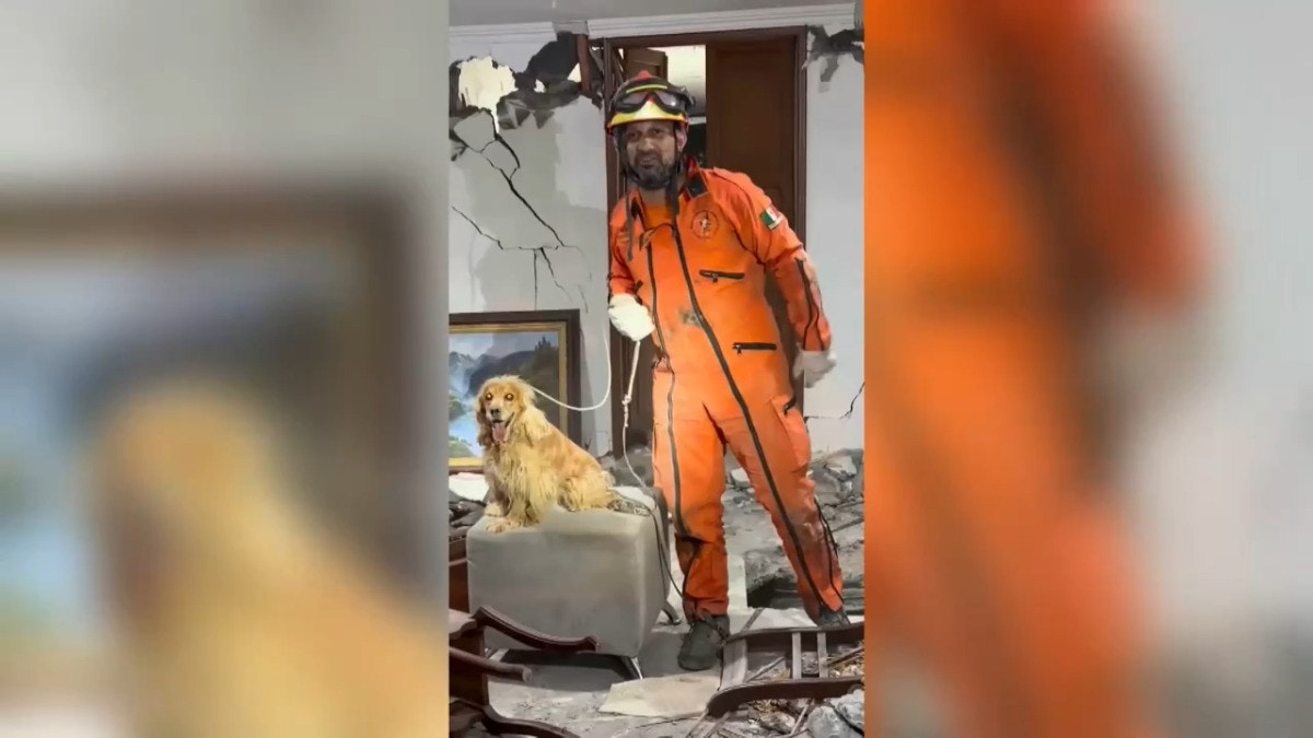 Colombia: ‘Topos Azteca’ rescatan a perrito atrapado entre escombros en Cali [VIDEO]