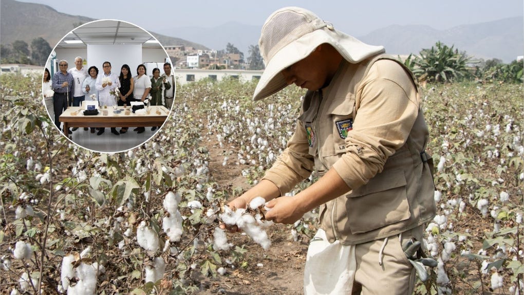 “Molinero extralargo”: la nueva variedad de algodón premium creado por investigadores peruanos