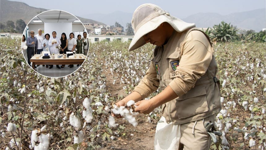 “Molinero extralargo”: la nueva variedad de algodón premium creado por investigadores peruanos
