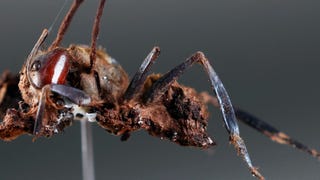 Descubren en México seis “hongos zombis”, uno bautizado en honor a Guillermo del Toro