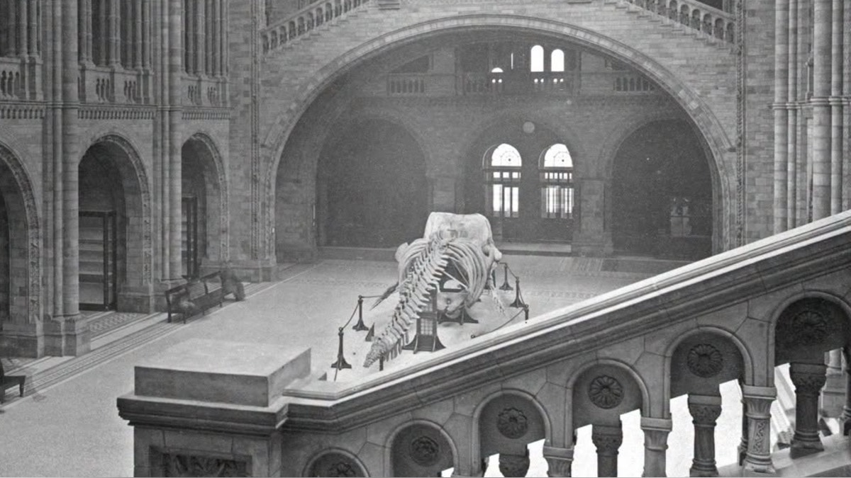 Museo de Historia Natural de Londres reabre una galería cerrada desde la Segunda Guerra Mundial
