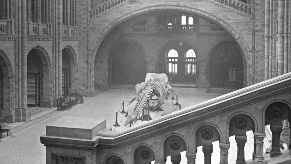 Dinosaurios, esqueletos y objetos curiosos formarán parte de la exposición.