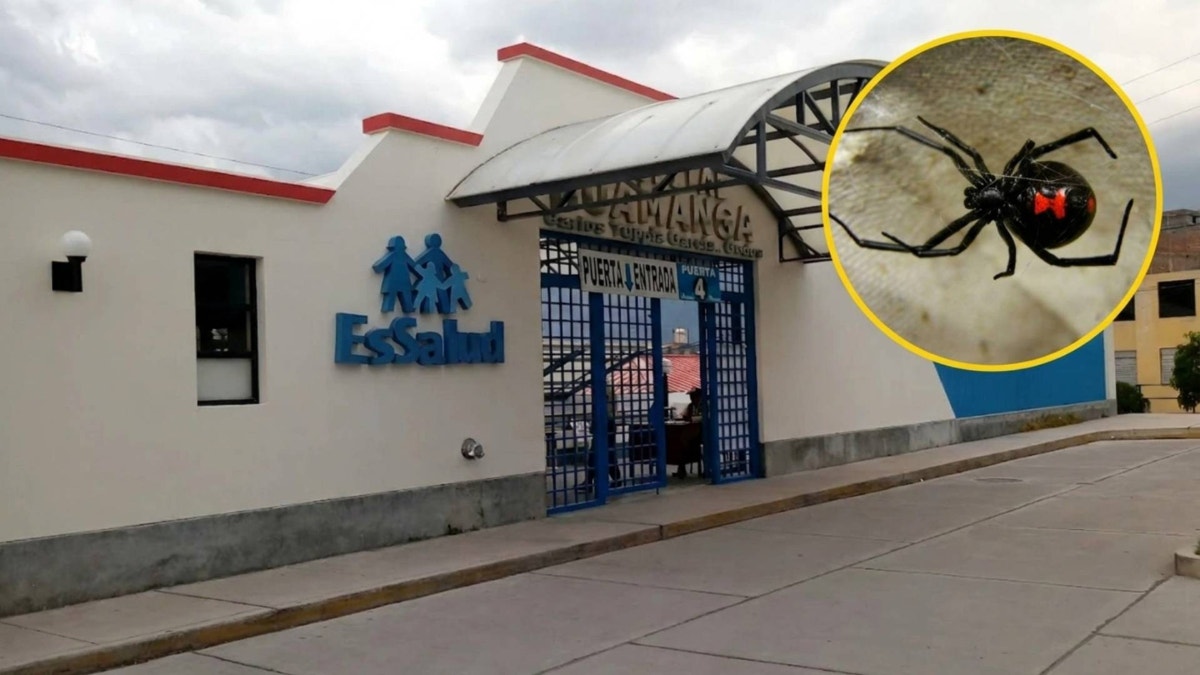 Ayacucho: paciente necesita con urgencia suero tras mordedura de araña viuda negra