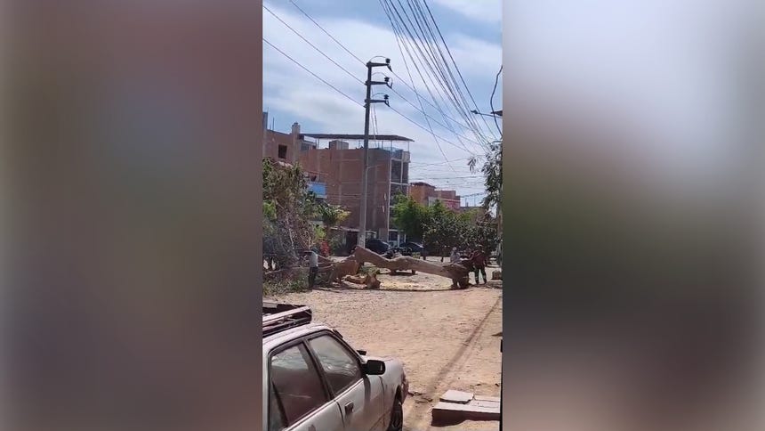 Lambayeque: fuertes vientos derriban al menos tres árboles