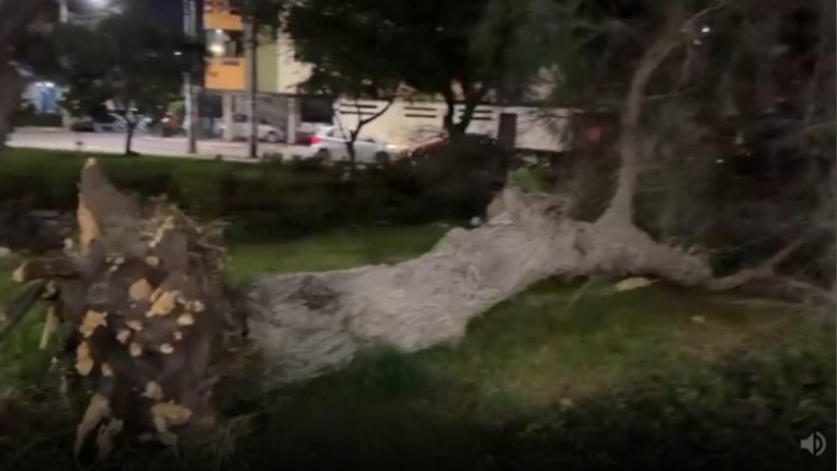 Fuertes vientos provocan la caída de árboles de gran tamaño en Lambayeque y Chiclayo