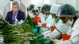 Beneficios tributarios a la agroexportación serán revisados por el Gobierno de Keiko Fujimori: el MEF decidirá si se eliminan