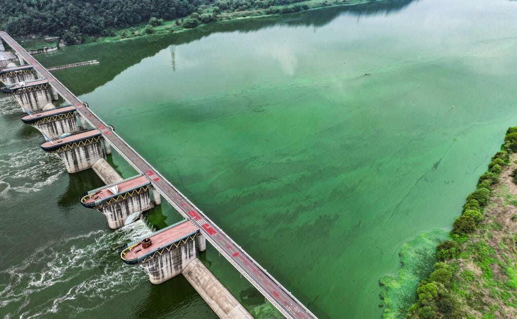 Las aguas del río Nakdong, el afluente más largo de Corea del Sur, se han teñido de verde, un insólito fenómeno que ha causado preocupación en las autoridades.