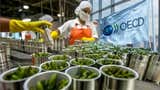 OCDE recomienda a Perú eliminar beneficios tributarios a las agroexportadoras: 