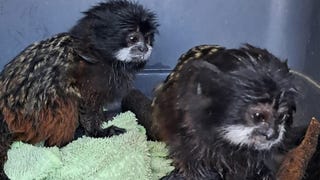 Oxapampa: rescatan a dos monos pichico víctimas del tráfico de fauna