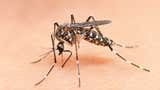 Dengue: advierten que costa de Arequipa podría desarrollar casos autóctonos por altas temperaturas a raíz de El Niño Costero