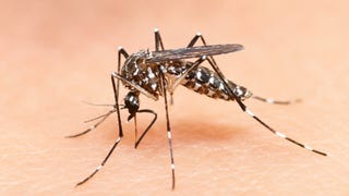 Dengue: advierten que costa de Arequipa podría desarrollar casos autóctonos por altas temperaturas a raíz de El Niño Costero