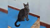 Surco: buscan a Gabriel, un gato azul ruso desaparecido hace 20 días