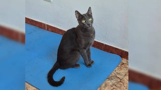 Surco: buscan a Gabriel, un gato azul ruso desaparecido hace 20 días