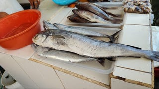Pucusana: pescado perico se vende en el Terminal Pesquero pese a que esta especie se encuentra en veda
