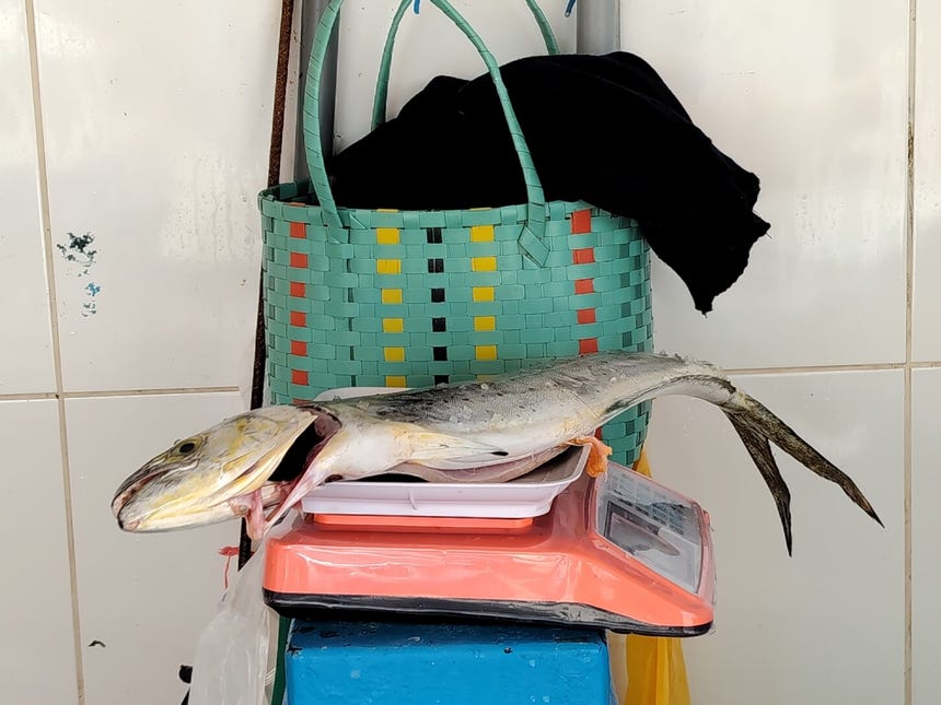 Comerciantes del Terminal Pesquero de Pucusana fueron captados ofreciendo esta especie entre S/25 y S/28 el kilo.