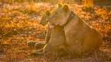'Reino de la Sabana': cinco años, cuatro depredadoras y una historia que nadie sabía cómo iba a terminar