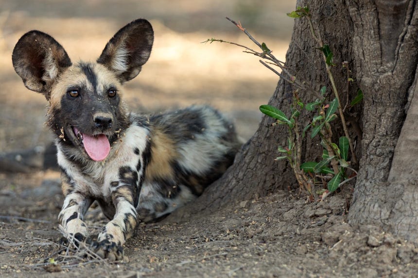'Reino de la Sabana' fue grabada en Nsefu, una zona del Parque Nacional South Luangwa, en Zambia.