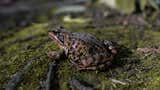 Descubren una nueva especie de rana en las remotas cumbres de una cordillera de Ecuador