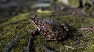 Descubren una nueva especie de rana en las remotas cumbres de una cordillera de Ecuador