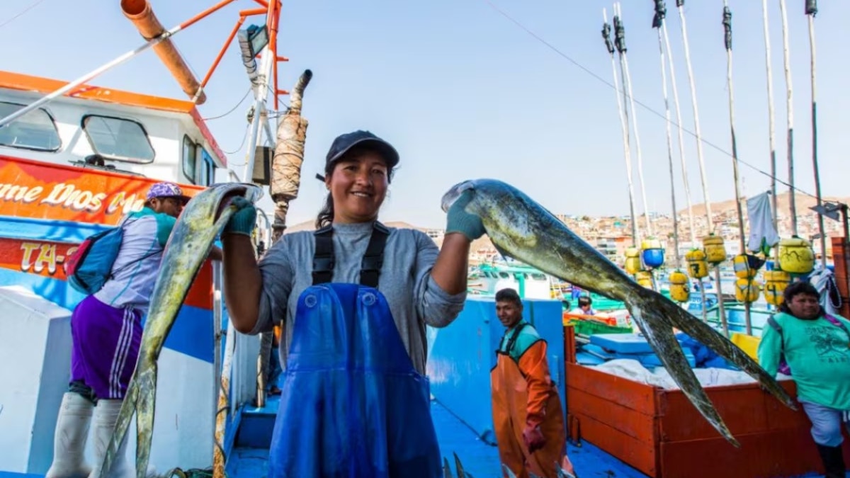 Arranca temporada excepcional de pesca de perico ante mayor disponibilidad del recurso por Fenómeno El Niño