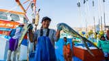 Arranca temporada excepcional de pesca de perico ante mayor disponibilidad del recurso por Fenómeno El Niño