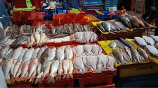 VMT: comerciantes del terminal pesquero reportan escasez de algunas especies de pescado por el Fenómeno El Niño