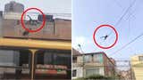 SJL: travieso mono sorprendió a vecinos de urbanización Los Álamos de Canto Grande
