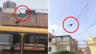 SJL: travieso mono sorprendió a vecinos de urbanización Los Álamos de Canto Grande