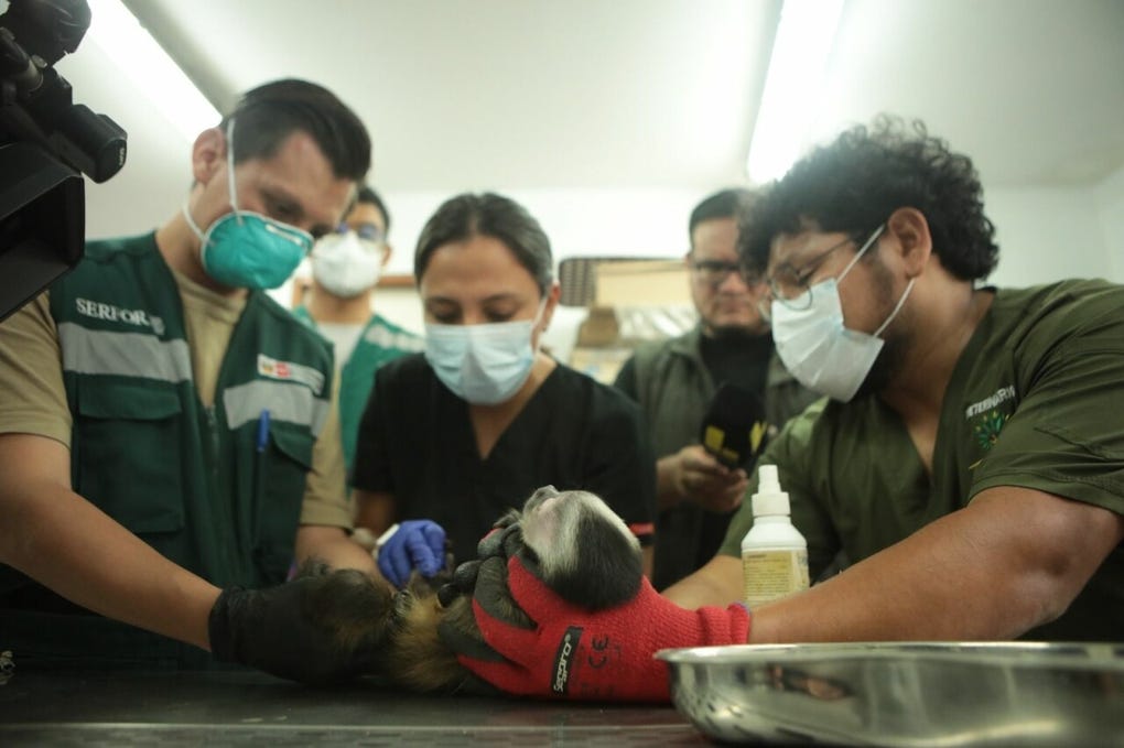 “Los monos son traídos a Lima en terribles condiciones por lo que forman parte de una cadena de maltrato y de tráfico ilegal de fauna silvestre, donde para que un ejemplar sobreviva y llegue a Lima, nueve han muerto en el camino”, indicó Renato Colán Sánchez, especialista en fauna silvestre del Serfor.