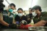 “Los monos son traídos a Lima en terribles condiciones por lo que forman parte de una cadena de maltrato y de tráfico ilegal de fauna silvestre, donde para que un ejemplar sobreviva y llegue a Lima, nueve han muerto en el camino”, indicó Renato Colán Sánchez, especialista en fauna silvestre del Serfor.