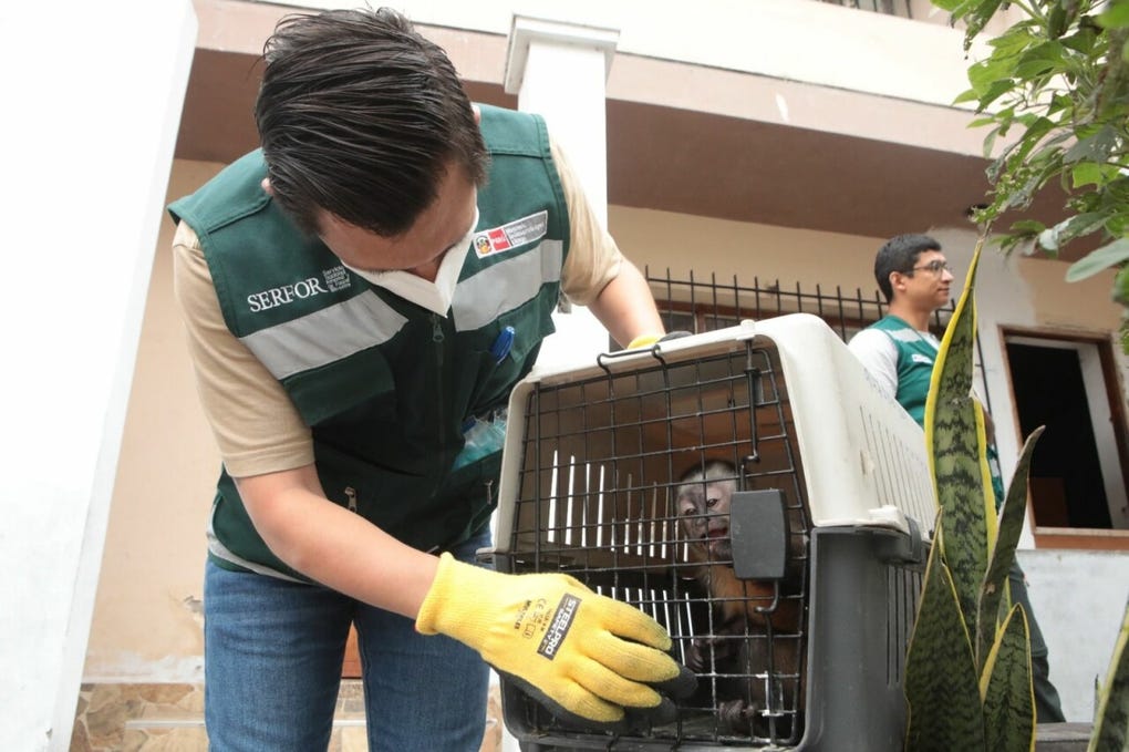 La mayoría de las especies recuperadas son conocidas como mono fraile, le siguen los monos machines, mono pichico o titi y los monos choros.