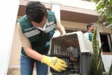 La mayoría de las especies recuperadas son conocidas como mono fraile, le siguen los monos machines, mono pichico o titi y los monos choros.