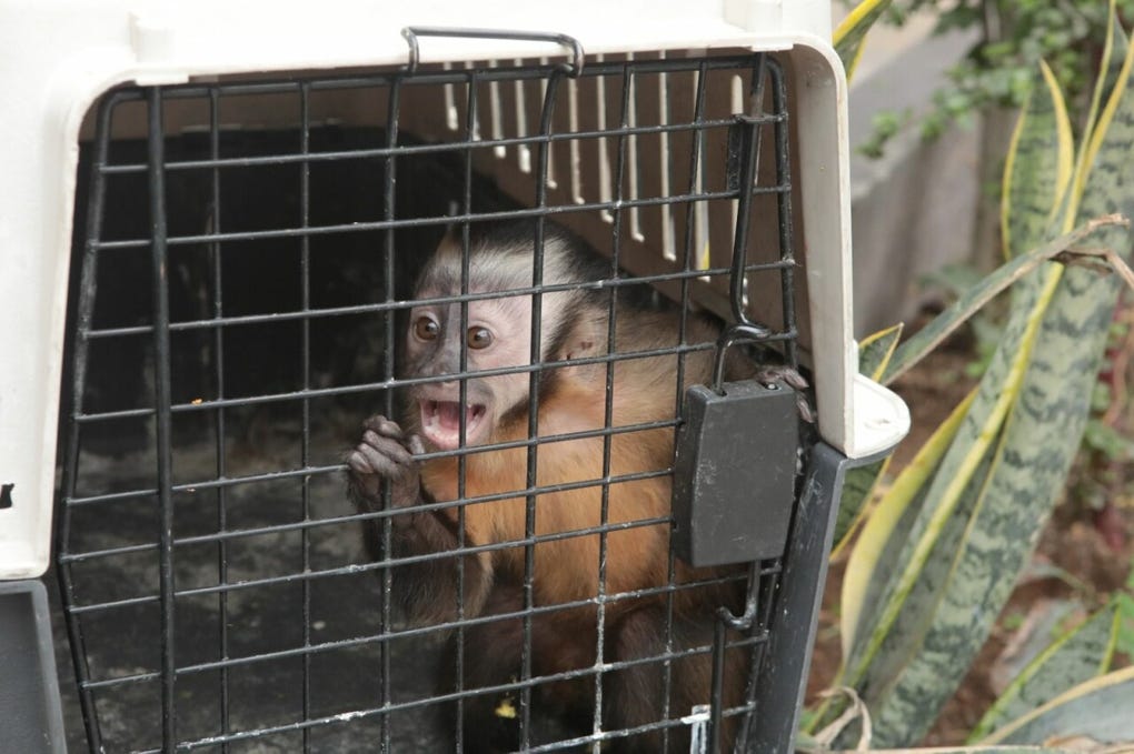 En lo que va del año, el Servicio Nacional Forestal y de Fauna Silvestre (Serfor) ha rescatado 69 monos de diferentes especies que permanecían cautivos en las viviendas de Lima, luego de haber sido extraídos de su hábitat en la Amazonía y comercializados de manera ilegal.