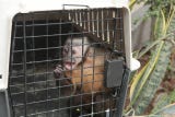 En lo que va del año, el Servicio Nacional Forestal y de Fauna Silvestre (Serfor) ha rescatado 69 monos de diferentes especies que permanecían cautivos en las viviendas de Lima, luego de haber sido extraídos de su hábitat en la Amazonía y comercializados de manera ilegal.