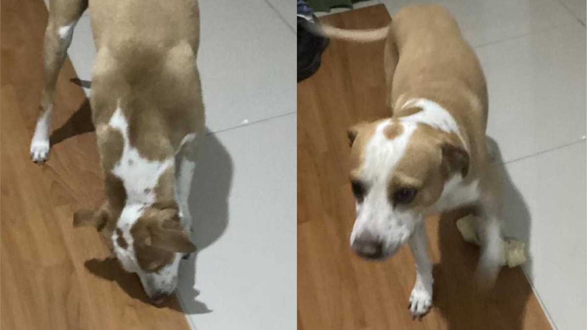 Pachacámac: abuelita busca a su mascota Mike que desapareció hace más de una semana