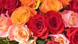 ¿Siempre han olido bien las rosas? La bella historia de la flor más popular del mundo