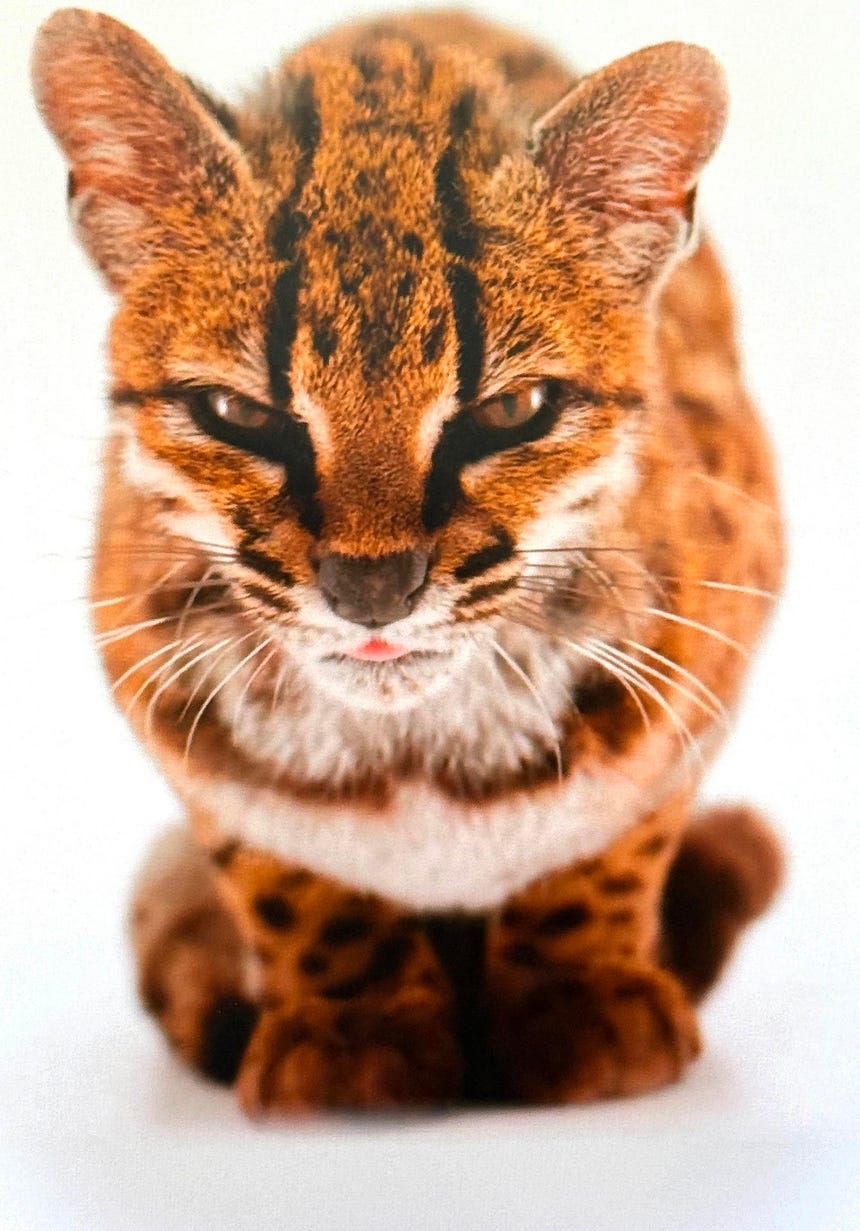 Captura de pantalla tomada de la cuenta oficial en X de National Geographic @NatGeo en la que se muestra la nueva especie de felino silvestre. 
