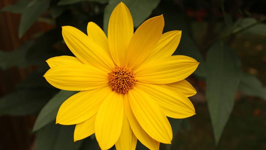 Las flores amarillas representan muchos símbolos positivos