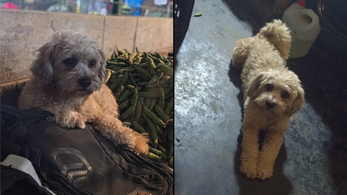 Coco es un perrito de cuatro años de raza schnauzer que es muy cariñoso
